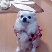 33 ちゃんちゃんこ（笑）