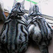 28 ダイエット仲間でつながってるの