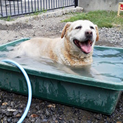 42 いいゆだワン